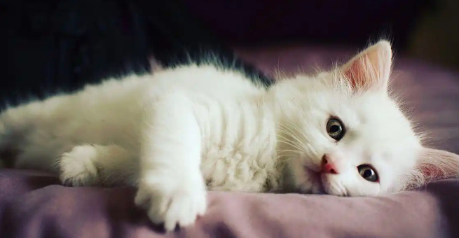 补充哪些营养能改善猫咪猫癣