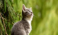 猫咪肢端舔舐性皮炎为何反复？如何正确预防？