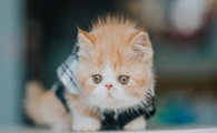 猫咪心脏肥大有哪些前兆？日常如何养护预防？