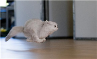 猫咪总喜欢半夜跑酷怎么办