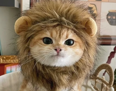 猫咪软便拉稀的原因与日常护理