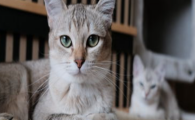 猫咪化脓性中耳炎如何诱发？如何预防内耳深度感染？