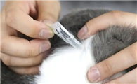 多久给猫咪做一次体内外驱虫最合适