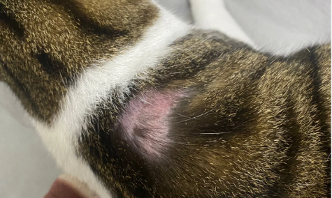 猫咪皮肤起痘有抓挠怎么办?