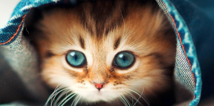 猫咪脾脏肿大有哪些隐患？如何提前预防脏器损伤？
