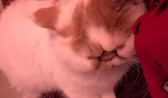 猫咪呕吐粉色液体，怎么办？