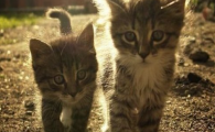 猫咪日光性皮肤损伤有何危害?如何预防紫外线皮损?
