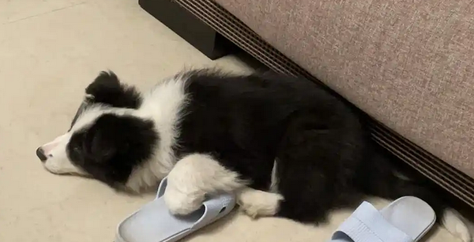 狗狗打嗝呕吐怎么回事