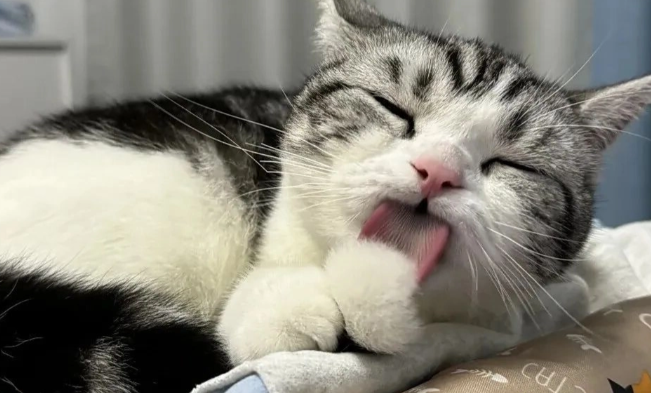 猫咪过度舔舐身体是什么原因导致的