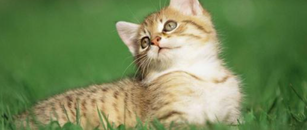 猫咪眼睑内翻是什么病？如何预防眼部畸形病变？