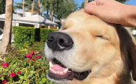 狗狗消化不良腹胀怎样日常调理?