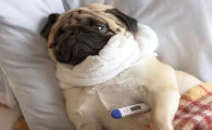 狗狗感冒好几天了都不好怎么办?