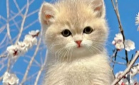 猫用人的眼药水之后怎么办？