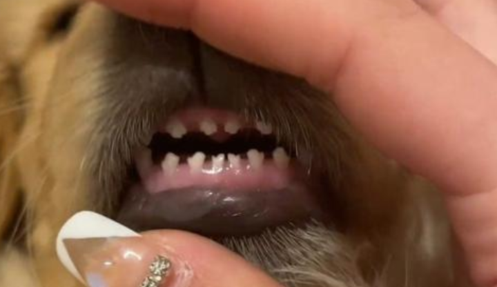 狗狗的牙齿松动怎么办