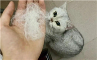 猫咪经常吐毛球属于正常现象吗