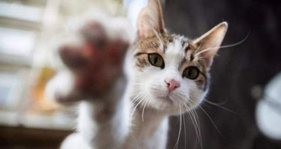 猫咪饭后频繁打嗝是什么原因？需要居家调理吗？