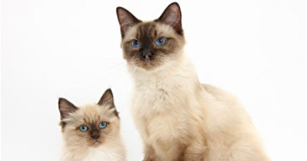 猫咪不爱运动懒散嗜睡?如何改善慵懒状态? 猫咪不爱运动懒散嗜睡?如何改善慵懒状态?