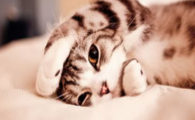 猫咪为什么会频繁伸懒腰?是身体酸痛吗?
