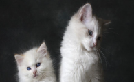 猫咪甲状腺机能亢进有什么症状?老年猫怎么预防?