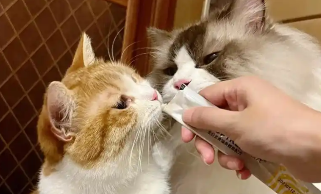 猫咪挑食该如何科学纠正？