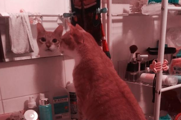 女子为将猫咪永远留在心里，连续10年做“这事”