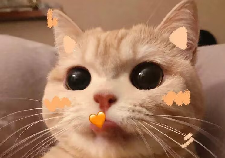 猫咪应激反应的症状与安抚方法