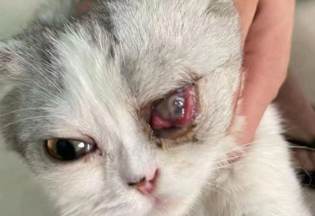 猫咪眼睛红肿后挠耳甩头怎么办 猫咪眼睛红肿后挠耳甩头怎么办