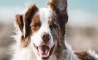 狗狗换季精神偏弱爱犯困?如何快速调理状态?