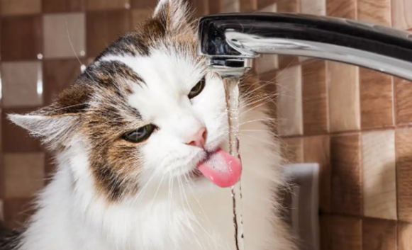 猫咪不爱喝水该怎么改善 猫咪不爱喝水该怎么改善