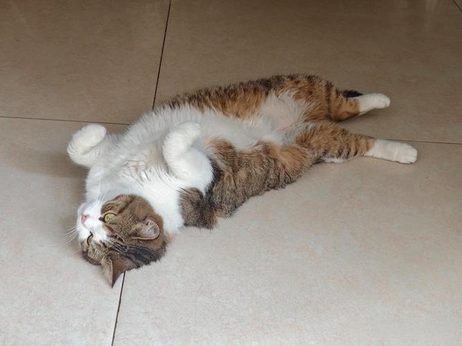 猫躺在地上叫的很痛苦怎么办 猫躺在地上叫的很痛苦怎么办