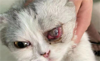 猫咪眼睛红肿后挠耳甩头怎么办