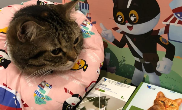 猫咪泌尿反复发作怎么办?雅泌适助力重建尿路防御屏障 猫咪泌尿反复发作怎么办?雅泌适助力重建尿路防御屏障