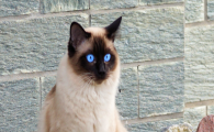 猫咪肛周毛发脏污打结？如何做好肛周清洁养护？