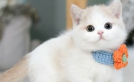 猫咪吃了蒙脱石散怎么办？