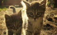 猫咪高脂血症有哪些危害？如何预防血脂异常？