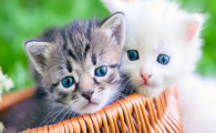 猫咪杯状病毒是什么病?治愈后还会复发吗?