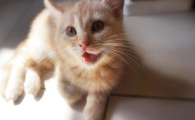 猫咪肛周腺炎症怎么引起的？如何有效预防？