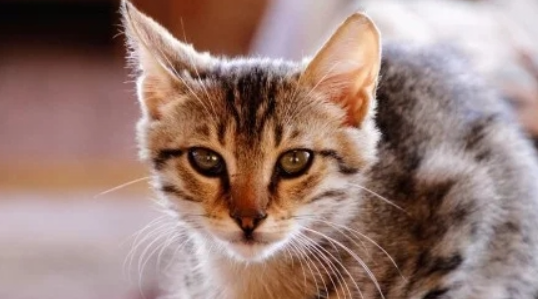 猫咪脂肪沉积性肝病如何形成?如何预防脂肪肝病变? 猫咪脂肪沉积性肝病如何形成?如何预防脂肪肝病变?