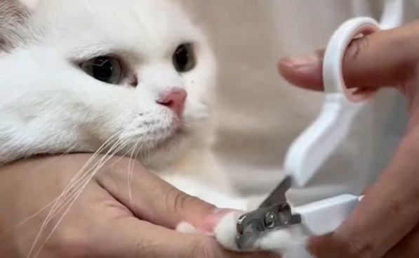 给猫剪指甲激烈反抗该怎么引导？