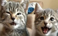 猫咪外伤性皮下淤血如何发生？如何规避磕碰损伤？