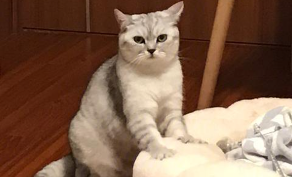 猫咪频繁踩奶代表什么心理状态