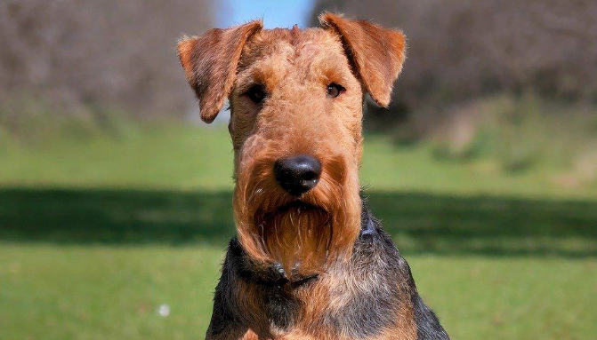 你知道万能梗吗？善水的犬类，棒极了