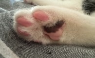 猫咪肉垫发黑发硬结痂怎么回事