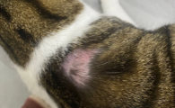 猫咪皮肤起痘有抓挠怎么办？