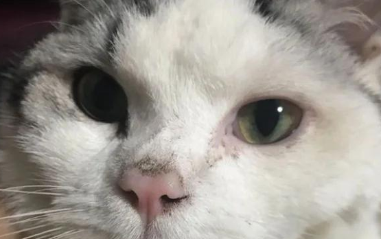 猫鼻子上长黑色结块是什么