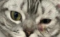 猫咪大小眼流眼泪是怎么了