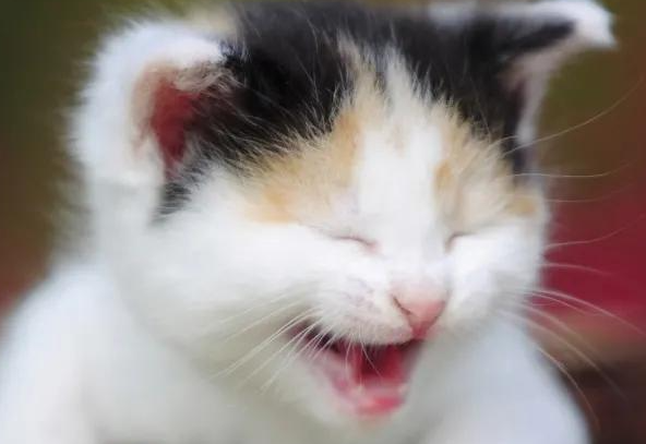 猫咪口腔防护怎样避免口炎产生？
