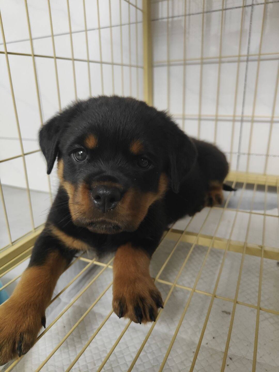 狗狗挑食厌食的怎样调理？
