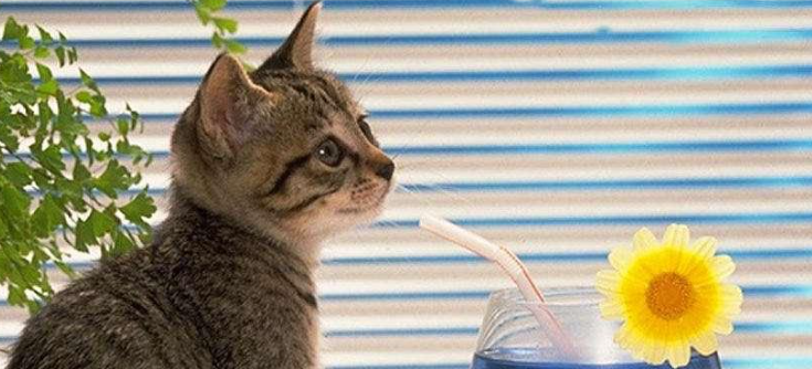 猫咪皮肤癣菌病如何传播?如何高效预防交叉感染? 猫咪皮肤癣菌病如何传播?如何高效预防交叉感染?