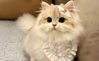 猫可以吃煮熟的胡萝卜吗？